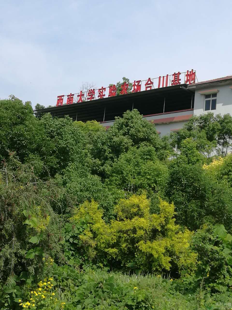 西南大學(xué)合川試驗(yàn)基地（管灌）