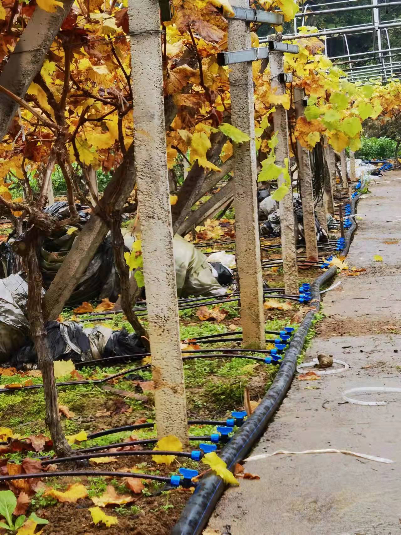 彭水巖頭壩葡萄種植基地